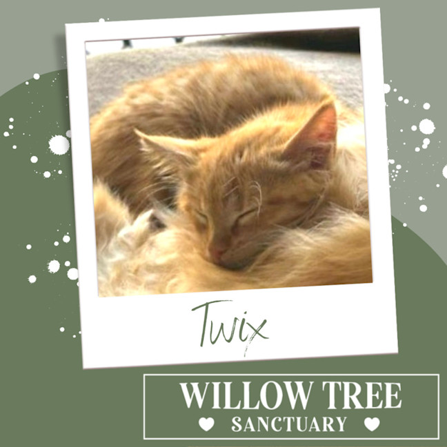 Photo of Twix