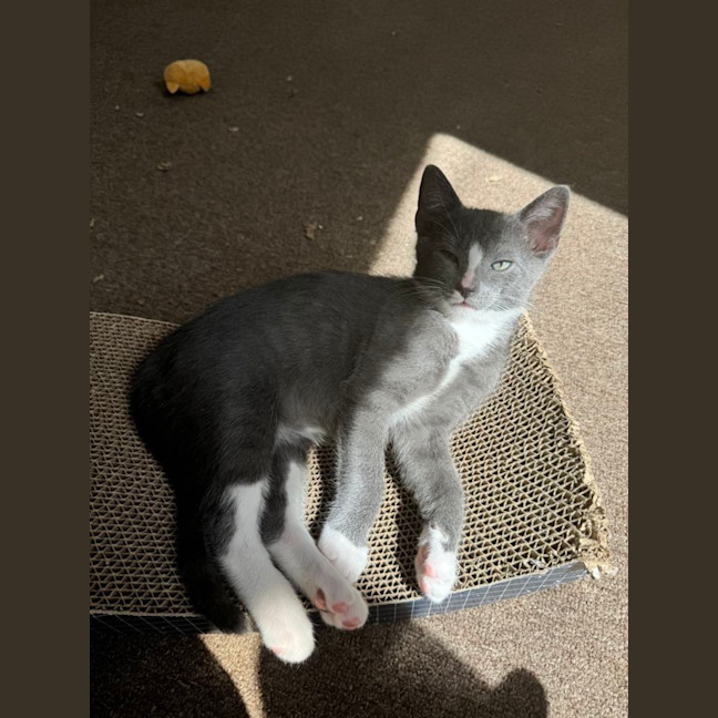 Photo of Fruit Loops