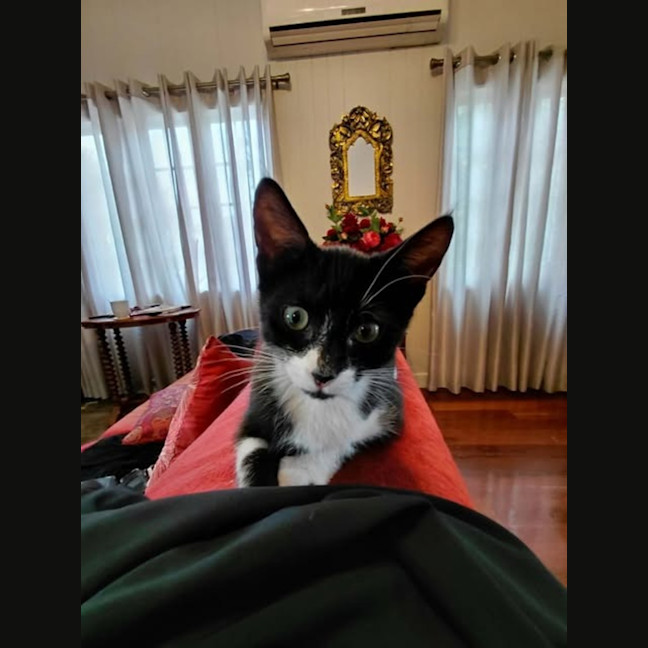 Photo of Nova