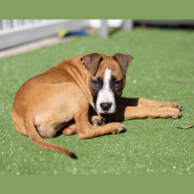 Photo of Comet