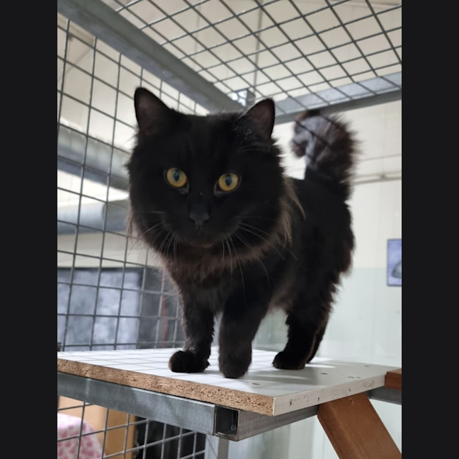 Photo of Fluff