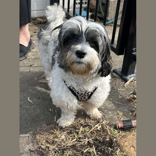 Photo of Abby🌞4yo, Shih Tzu X Maltese(on Trial 12/8/24)