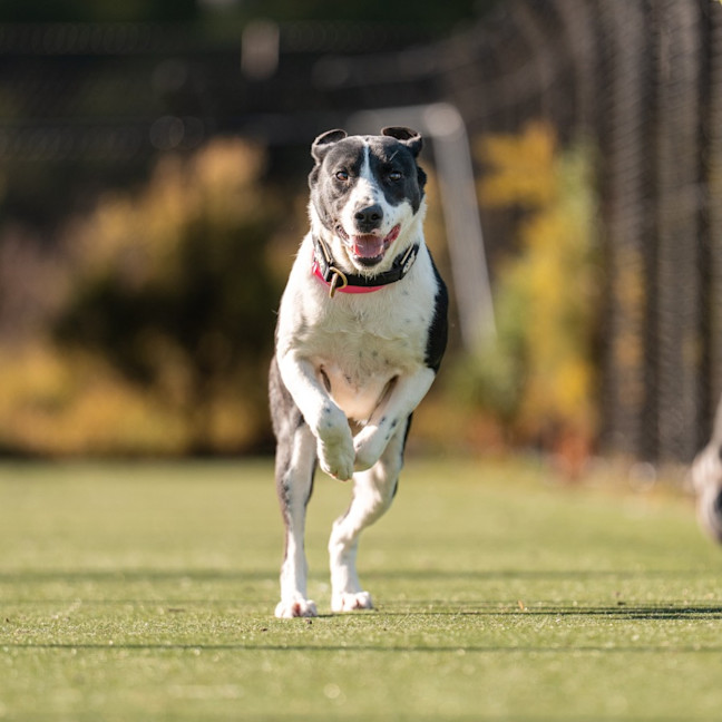 Photo of Bailey Imp 1680