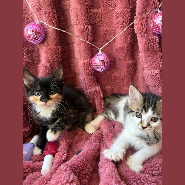 Photo of Trixie And Catya