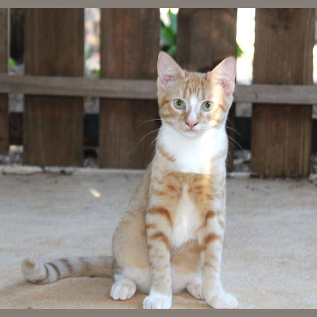 Photo of Gizmo