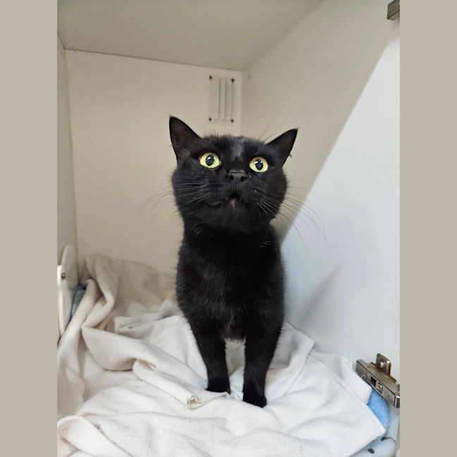 Photo of Vader
