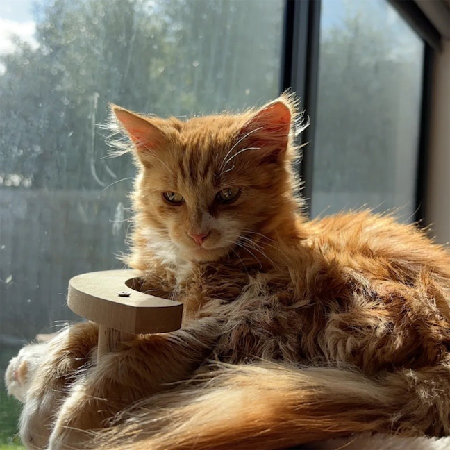 Photo of Sunny   Your Ray Of Sunshine