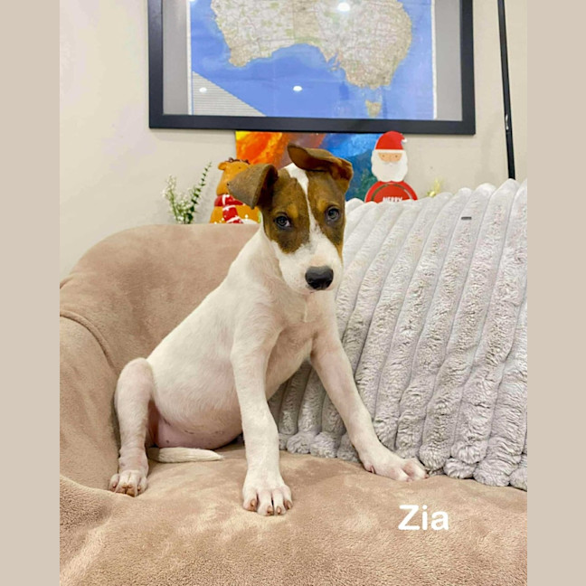 Photo of Zia