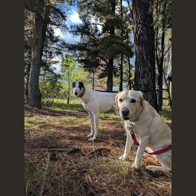 Photo of Dot, The Greyhound