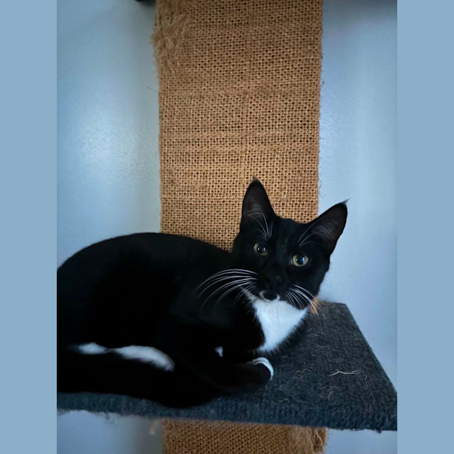Photo of Whimsy