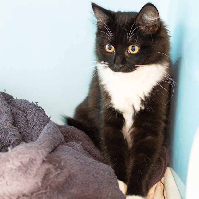 Photo of Luna