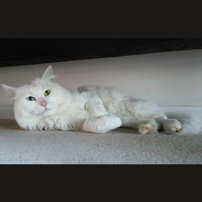 Photo of Purrcy