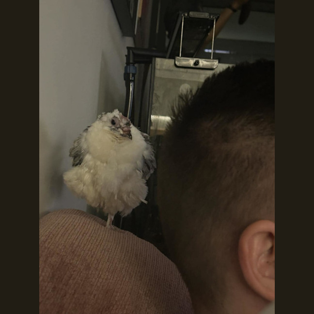 Photo of Summer Salad