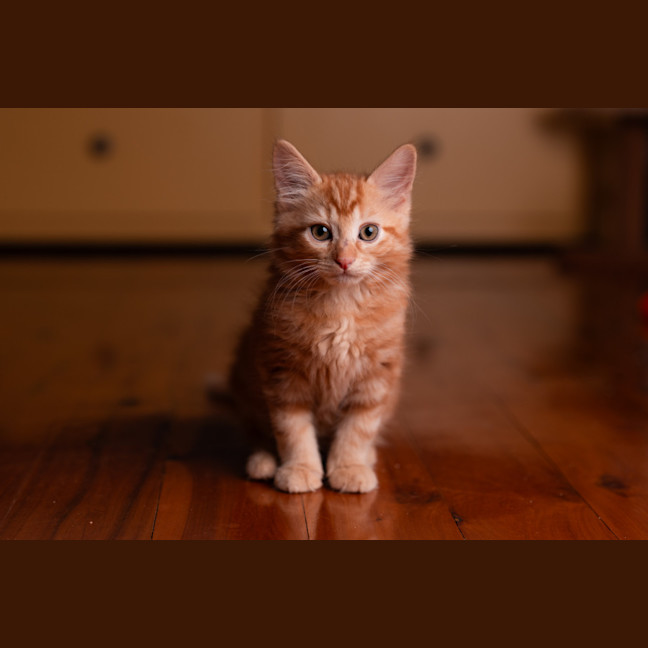 Photo of Guava
