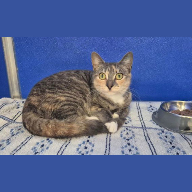 Photo of Tofu
