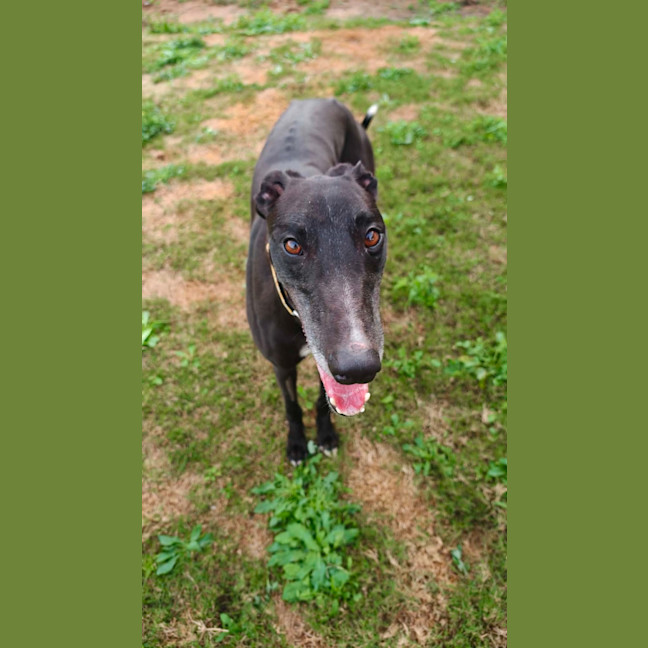 Photo of Eve, The Greyhound
