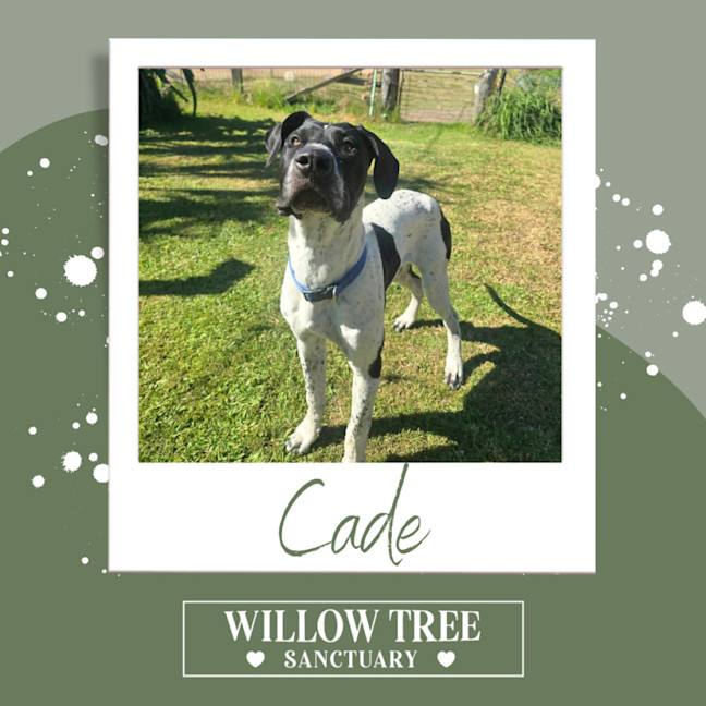 Photo of Cade