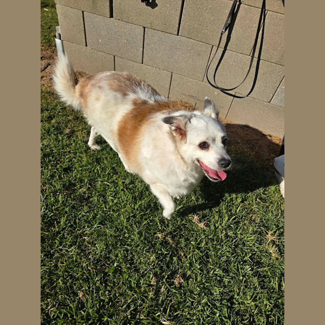 Photo of Rosie 