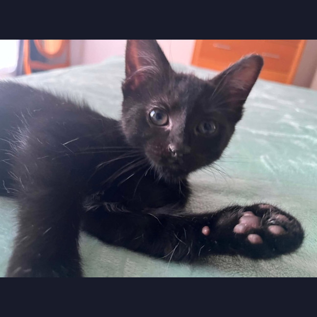 Photo of Abatha   In Foster Care In Greensborogh