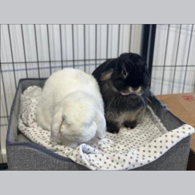 Photo of Digger & Fluff Fluff