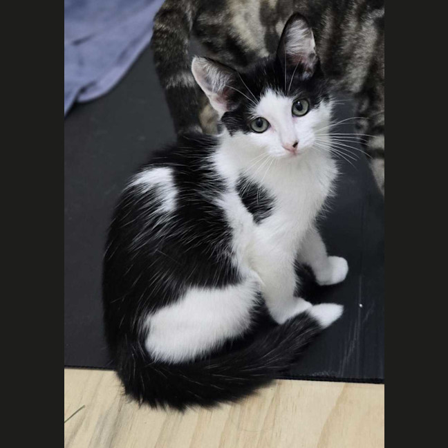 Photo of Cleo