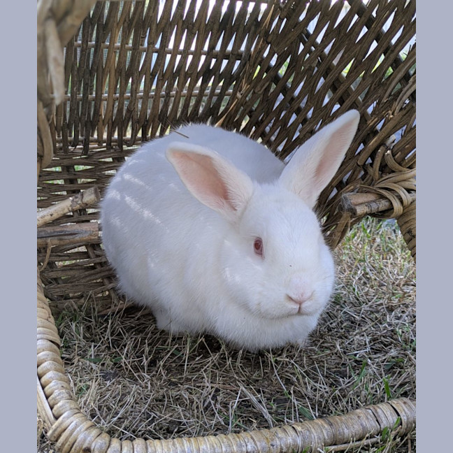 Photo of Alon (W Just Millie)