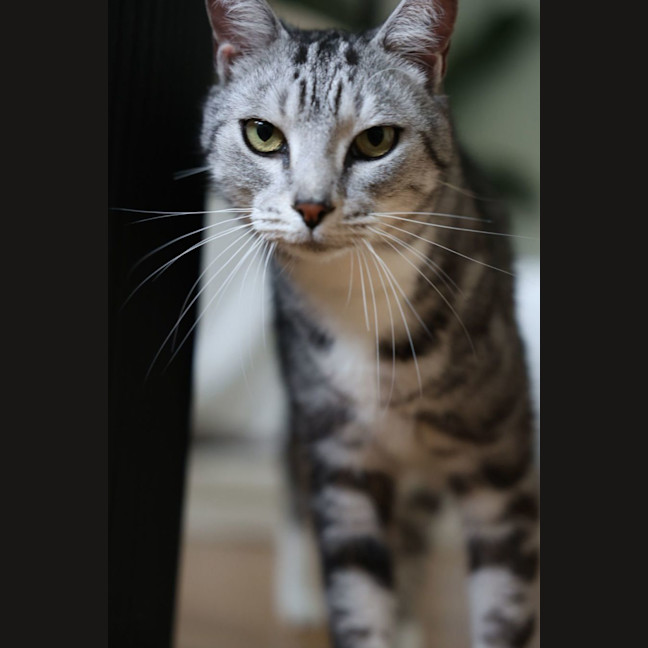 Photo of Mr. Affectionate 