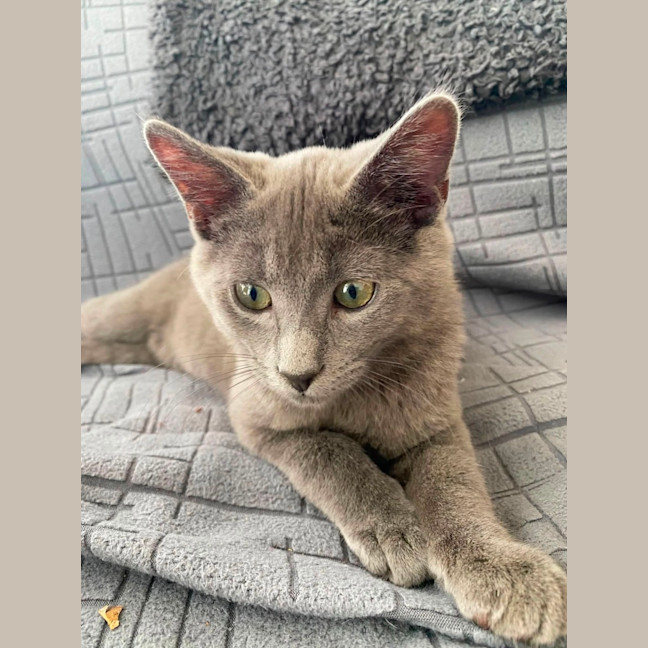 Photo of Gadget