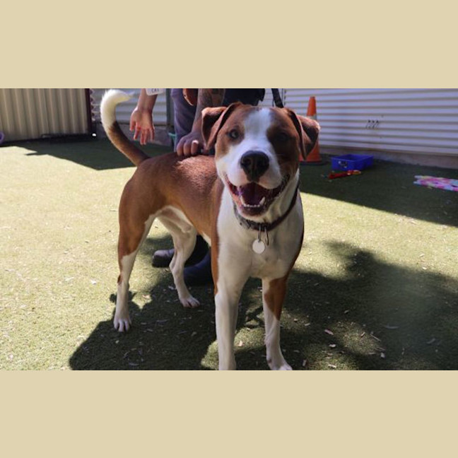 Photo of Bronson