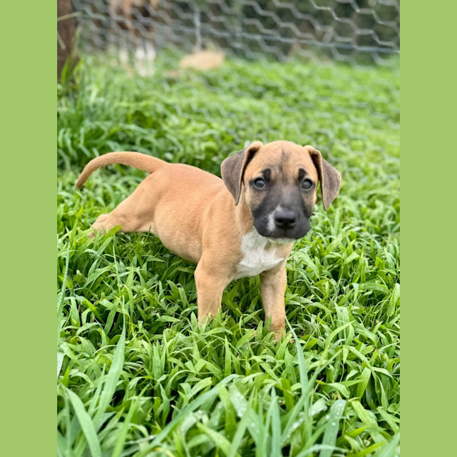 Photo of Rusty/Pumpkin Spice