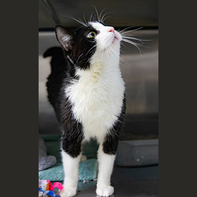 Photo of Domino