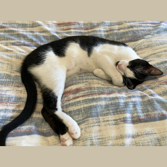Photo of Spock   10 Month Old Domestic Short Hair (Trial)