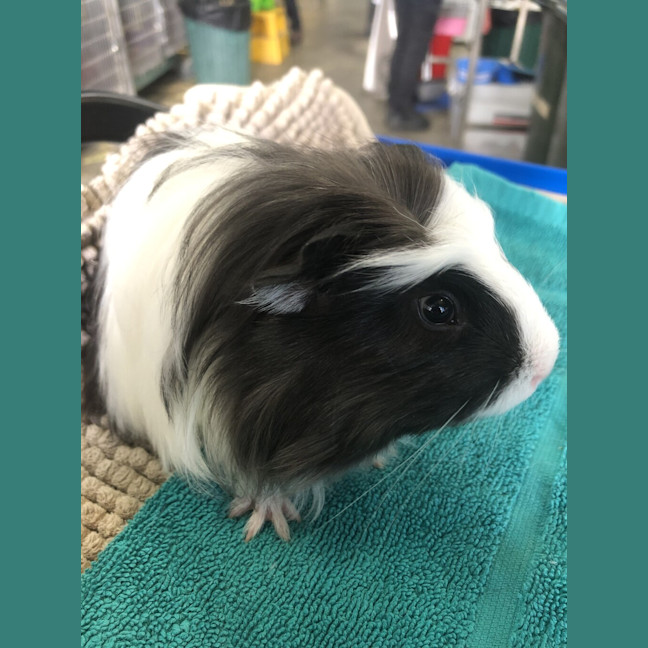 Photo of Calypso (Bonded To Cello)