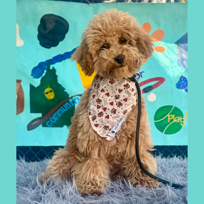 Photo of Teddy (Toofie)