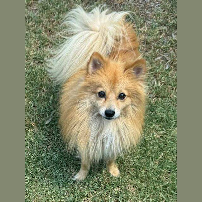 Photo of Teddy