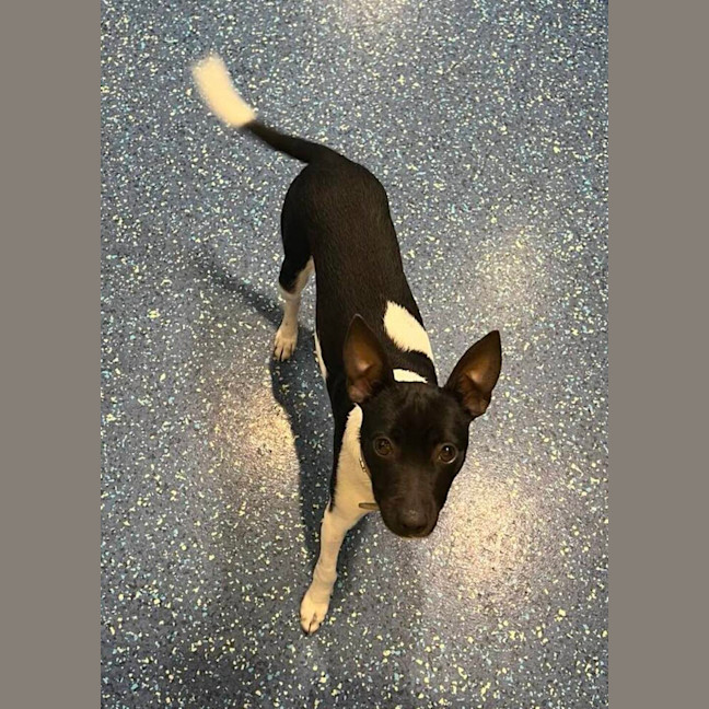 Photo of Koby