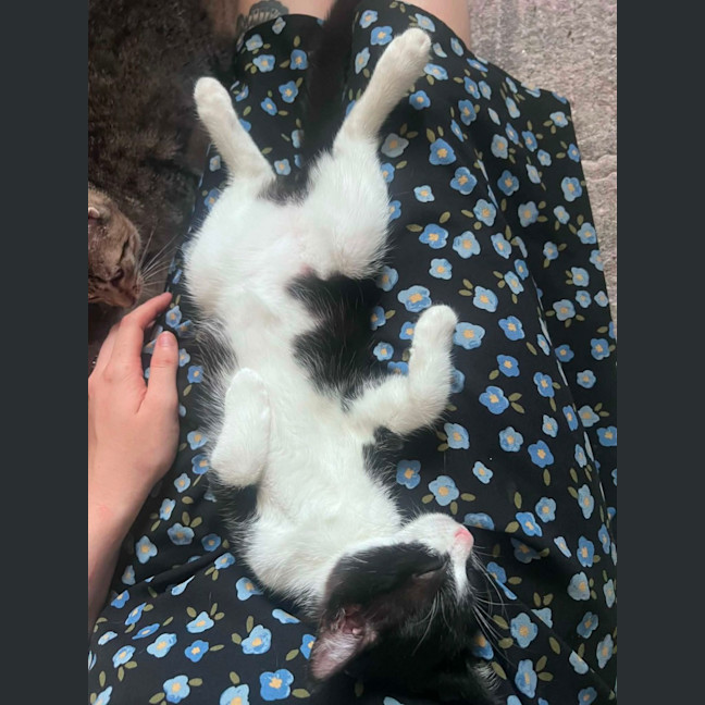 Photo of Daisy
