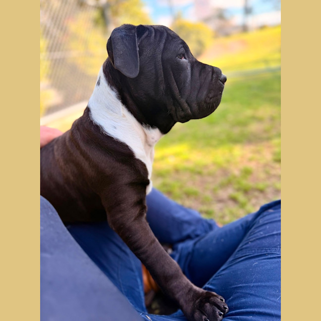 Photo of Duncan