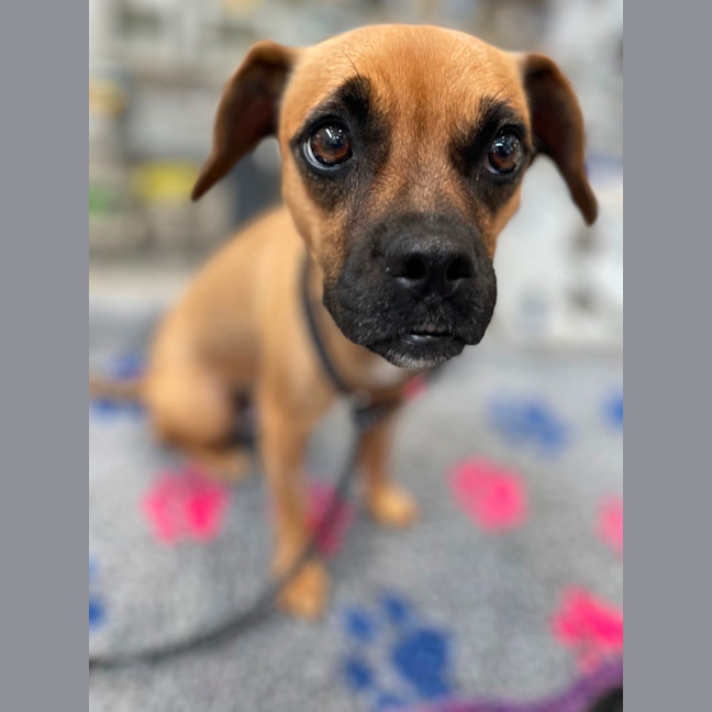 Photo of Ruby