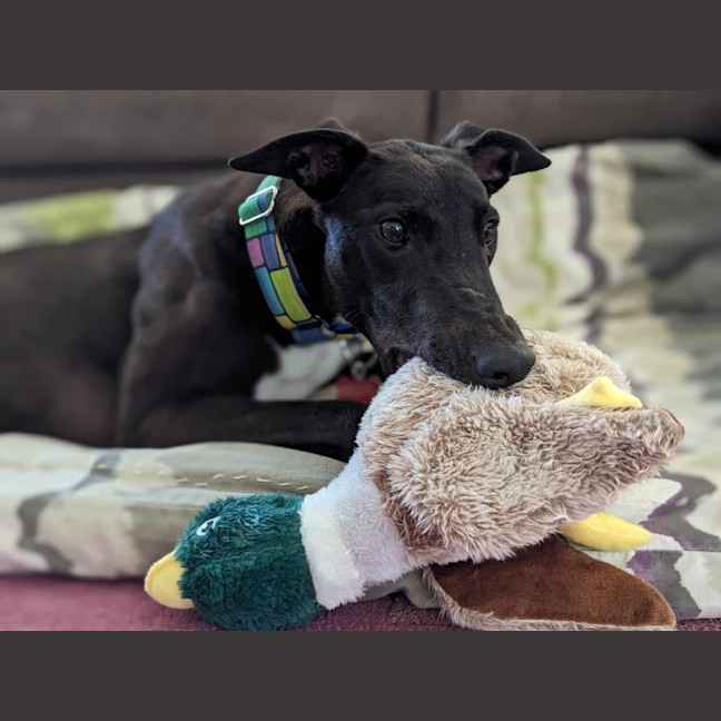 Photo of Angie, The Greyhound