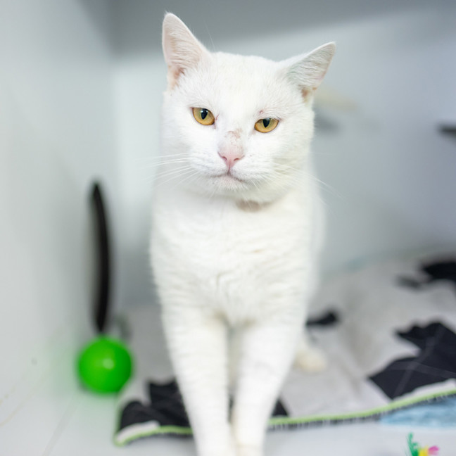 Photo of Lucky