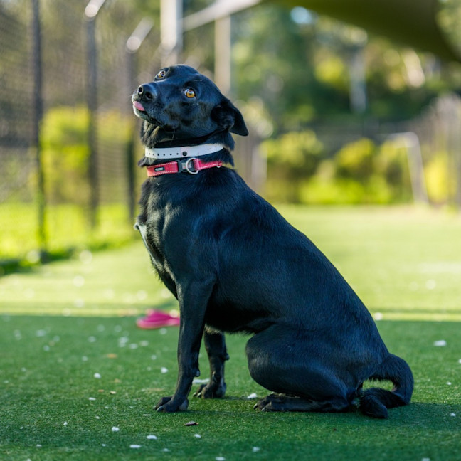 Photo of Evie Imp 1162