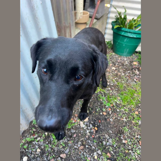 Photo of Rosie