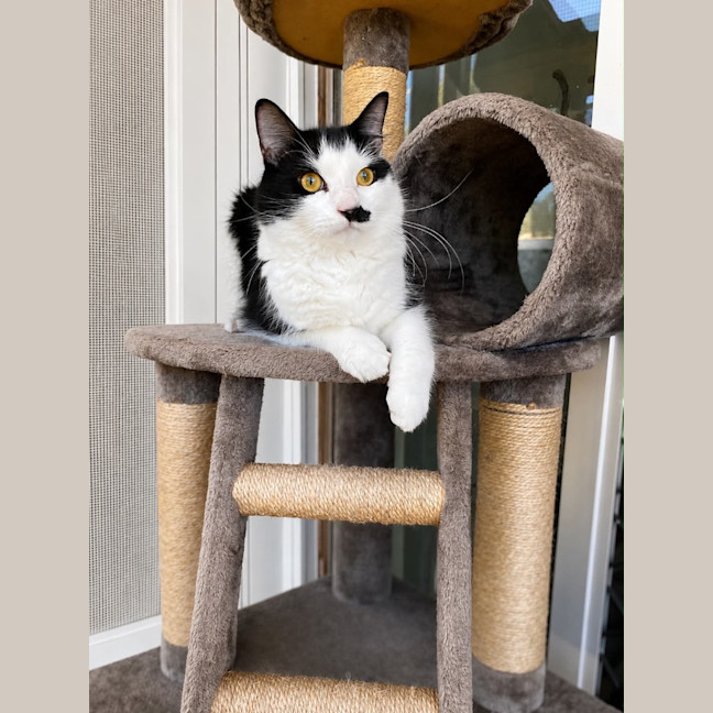 Photo of Goose