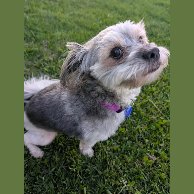 Photo of Arlo   2 Year Old Maltese X