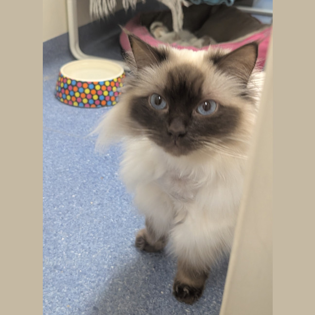 Photo of Gin Fizz (Catalina)