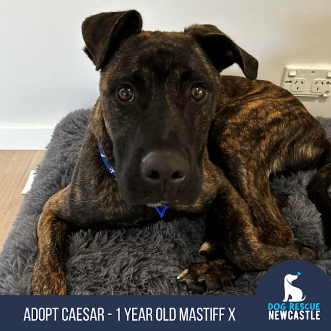 Photo of Caesar   1 Year Old Mastiff X