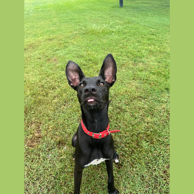 Photo of Lucky 