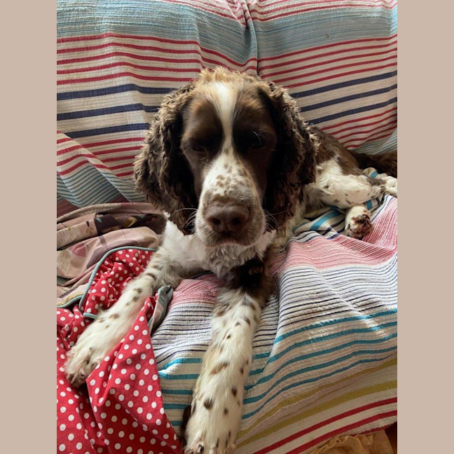 Photo of Ralph Valenti