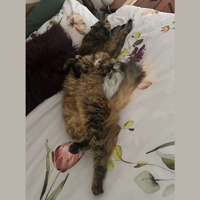 Photo of Misty